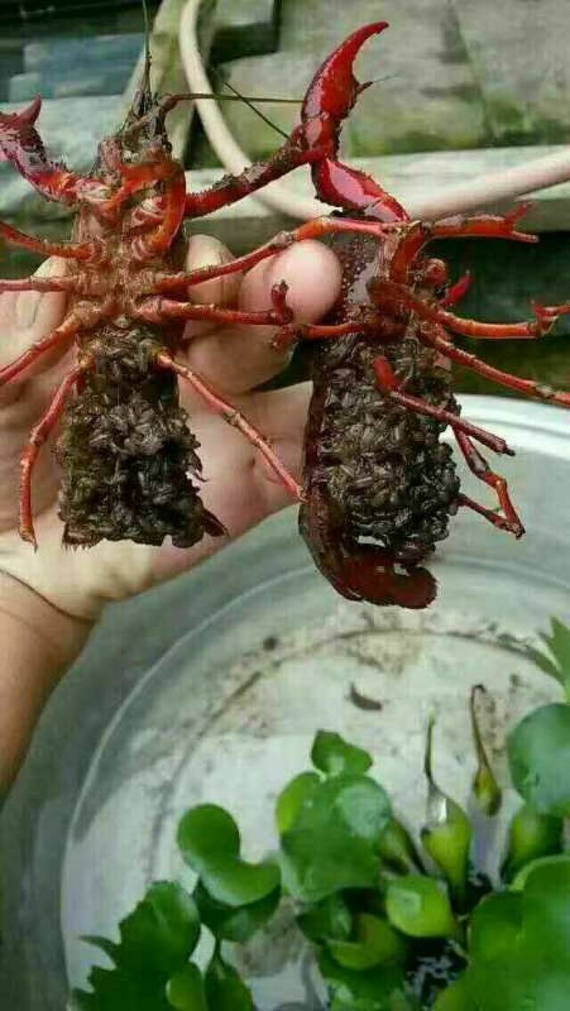 小龙虾作种8-10钱（40-50克）活虾小龙虾主养