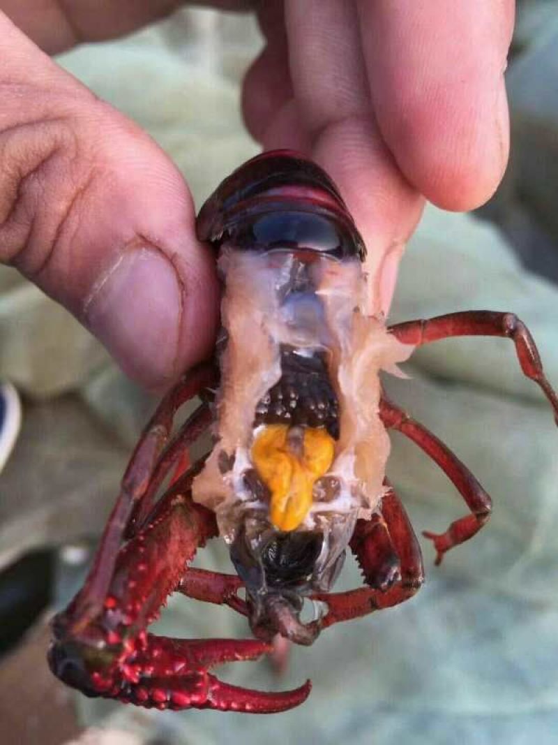 小龙虾作种8-10钱（40-50克）活虾小龙虾主养