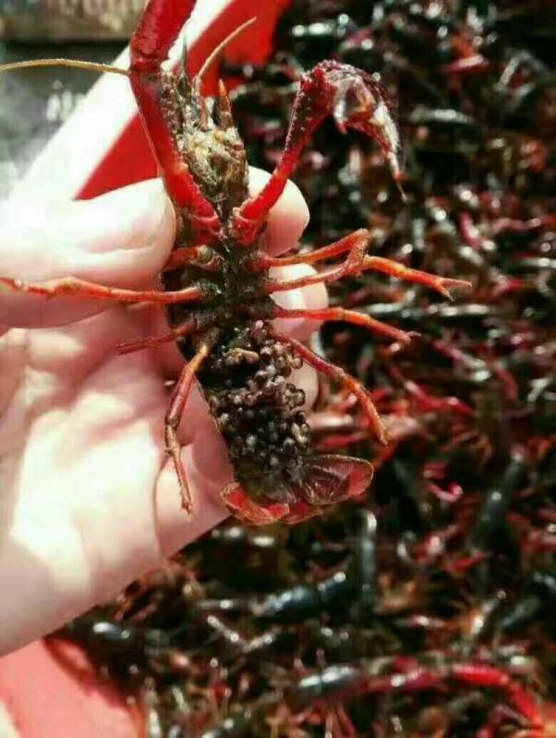 小龙虾作种8-10钱（40-50克）活虾小龙虾主养