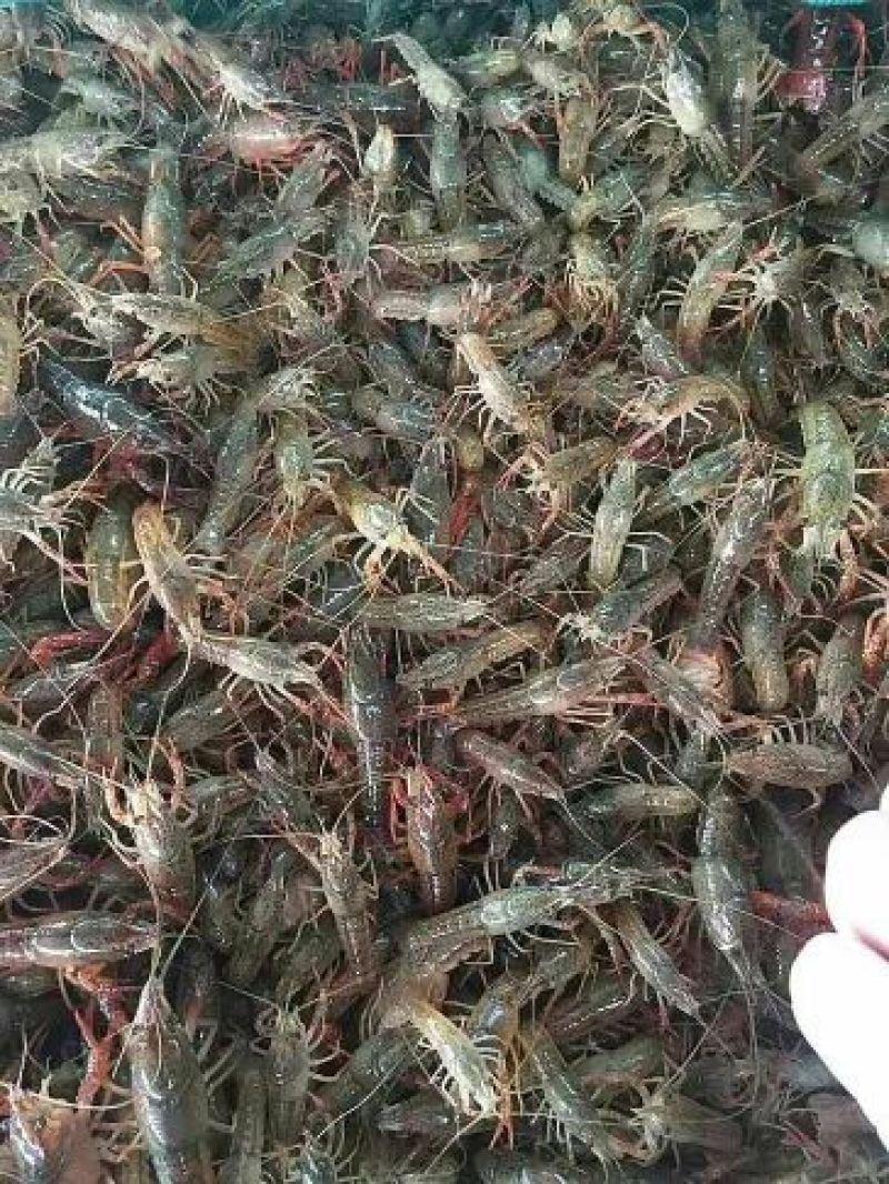 虾苗人工养殖种苗