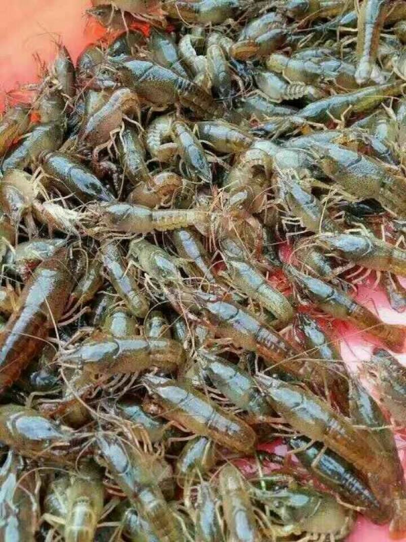 虾苗人工养殖种苗