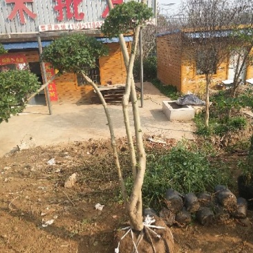 剑麻30公分