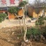 剑麻30公分