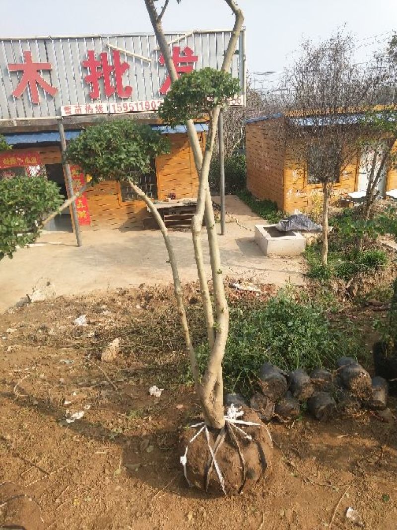 剑麻30公分