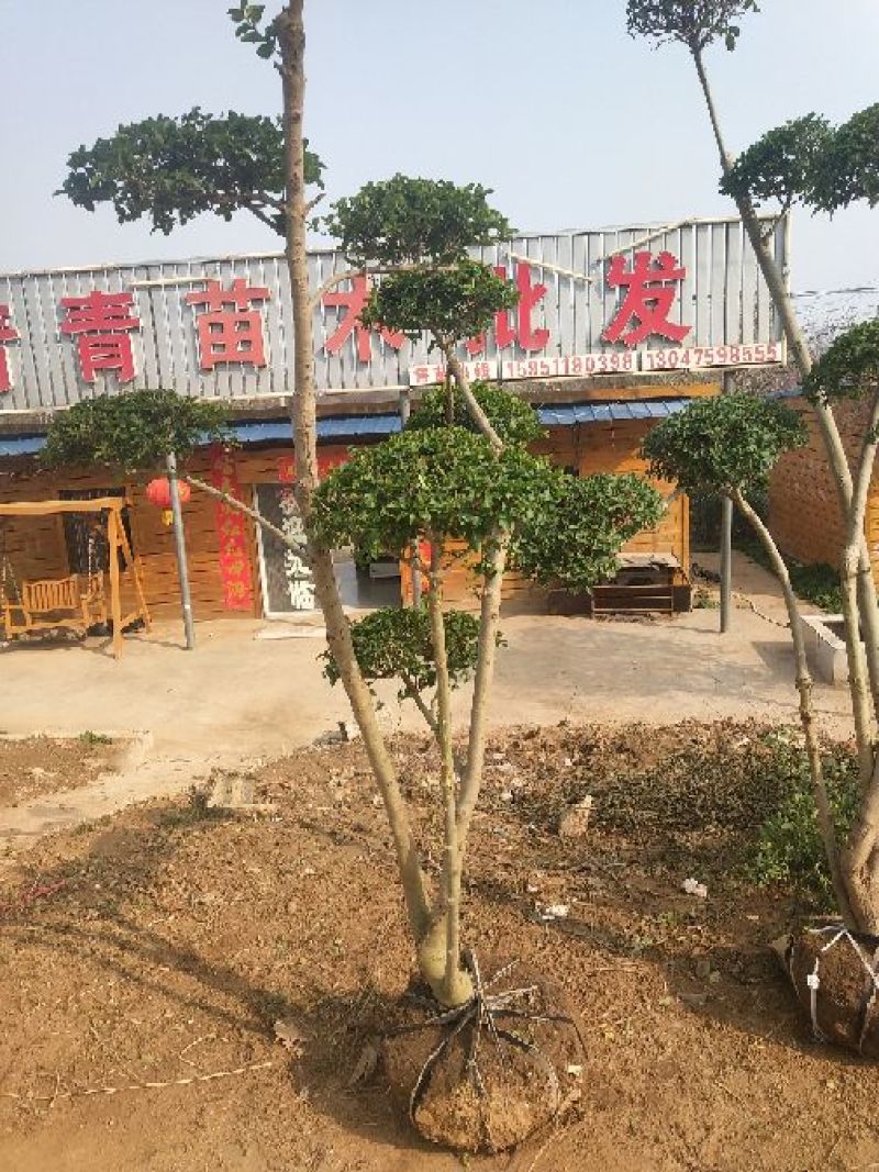 剑麻30公分