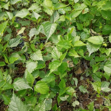 组培构树耐寒，耐盐碱，可用于荒山河道盐碱地。