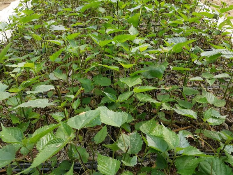 组培构树耐寒，耐盐碱，可用于荒山河道盐碱地。