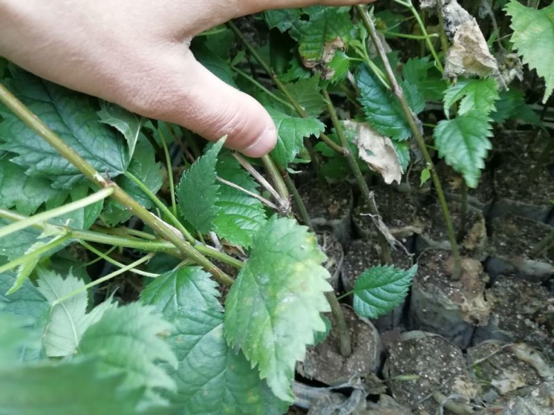 组培构树耐寒，耐盐碱，可用于荒山河道盐碱地。