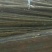 揪树2.5~3m
