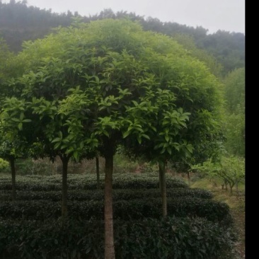 桂花树10~12cm3~3.5米1~2米
