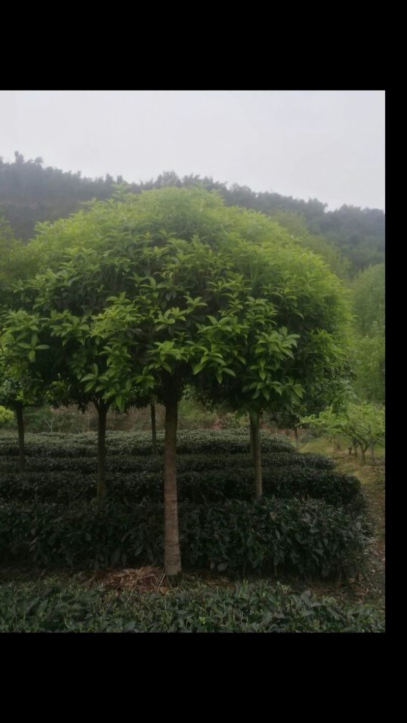 桂花树10~12cm3~3.5米1~2米