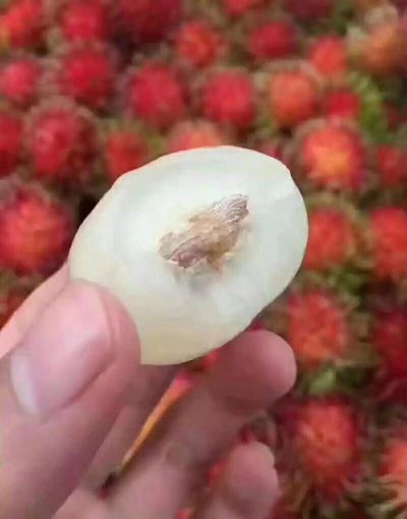 毛丹2cm以上