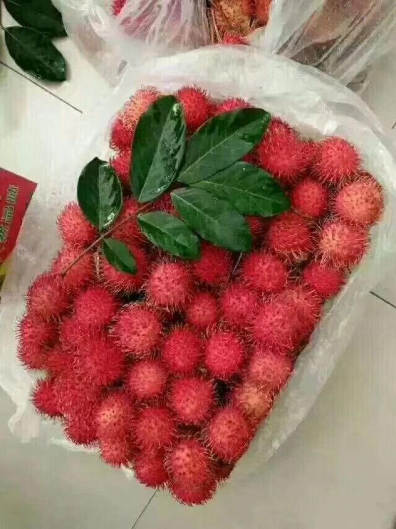 毛丹2cm以上