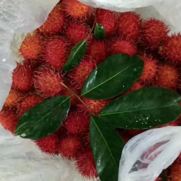 毛丹2cm以上