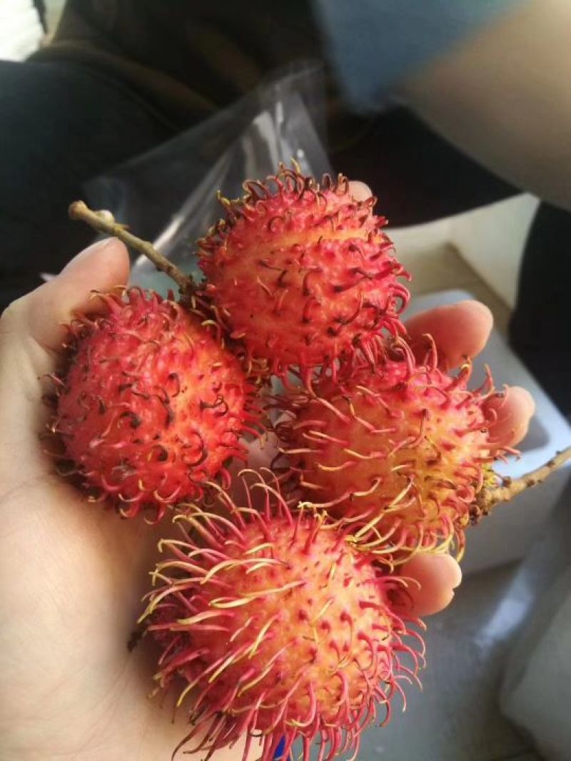 毛丹2cm以上