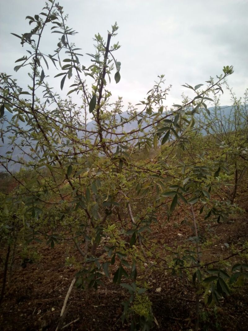花椒苗新品种青花椒永青一号假值苗