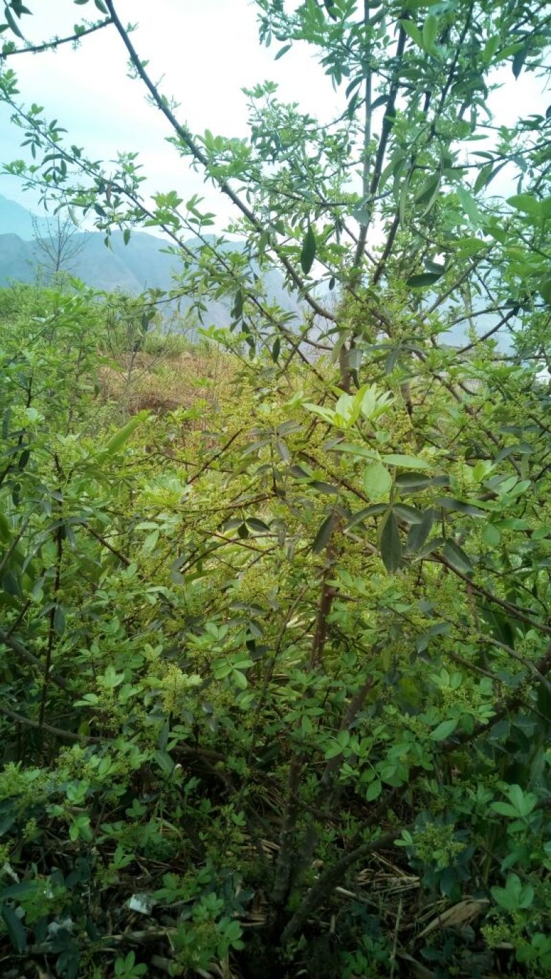 花椒苗新品种青花椒永青一号假值苗