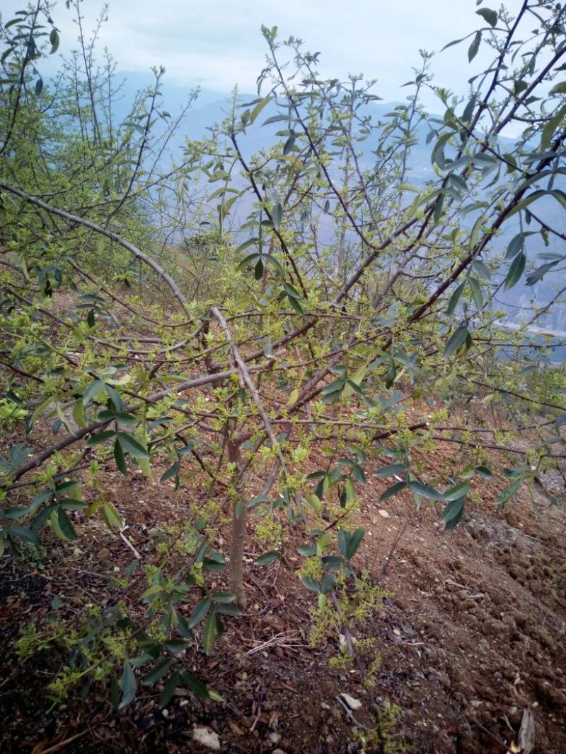 花椒苗新品种青花椒永青一号假值苗