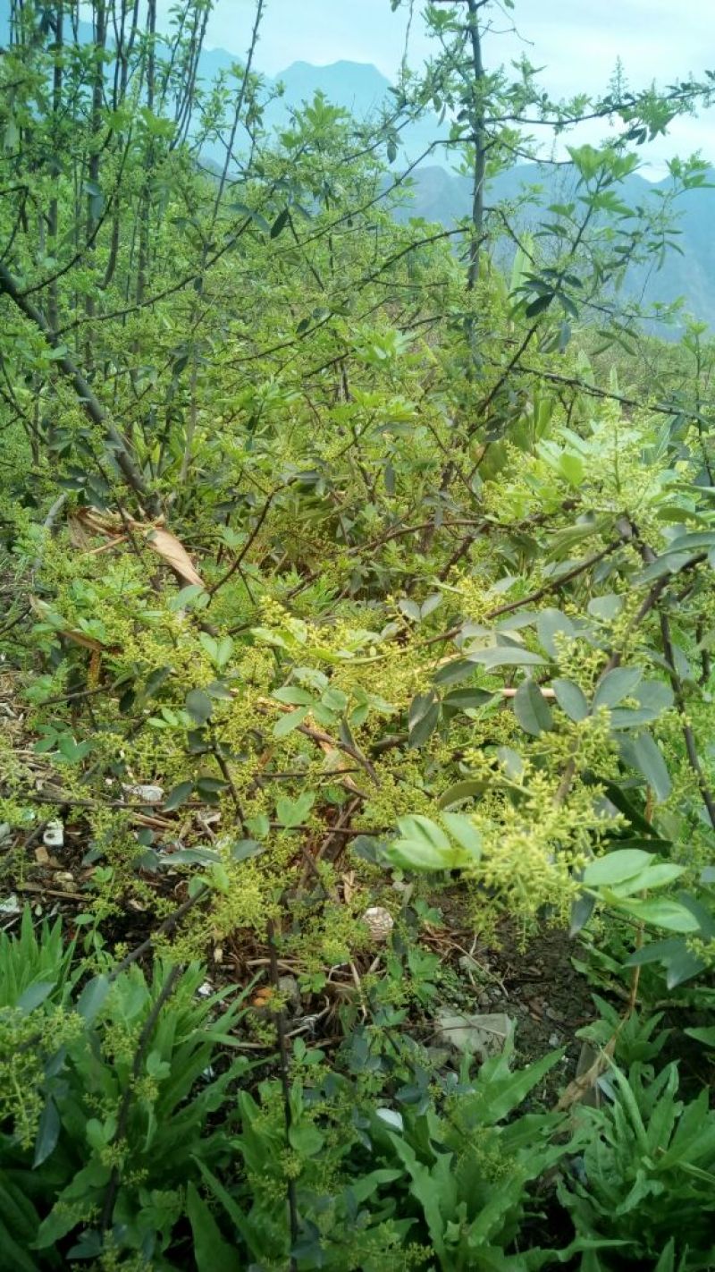 花椒苗新品种青花椒永青一号假值苗