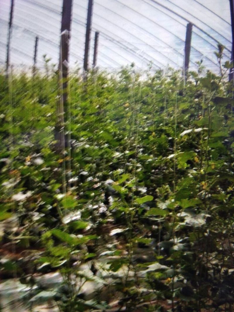 设施农用地出租温室大棚