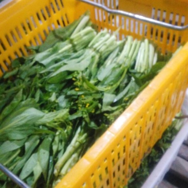 白菜苔15~20厘米