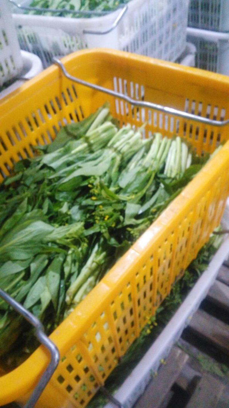 白菜苔15~20厘米
