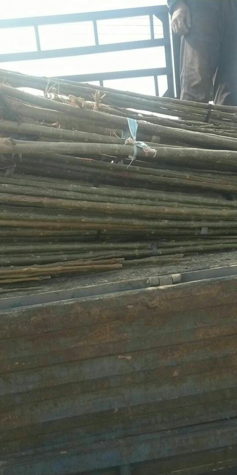 揪树2.5~3m