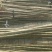 揪树2.5~3m