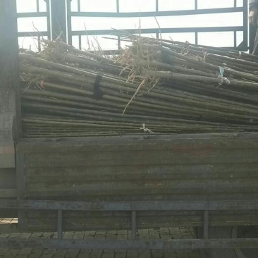 揪树2.5~3m
