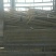揪树2.5~3m