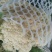 菜花2~3斤散花乳白