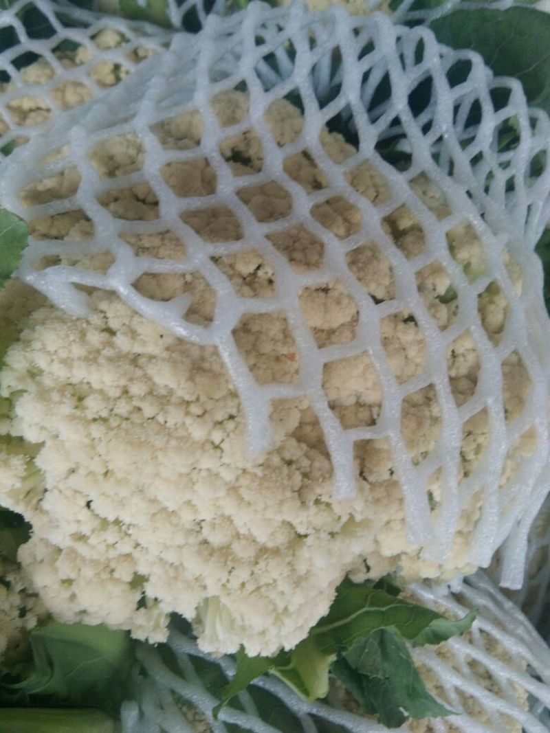 菜花2~3斤散花乳白
