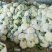菜花2~3斤散花乳白