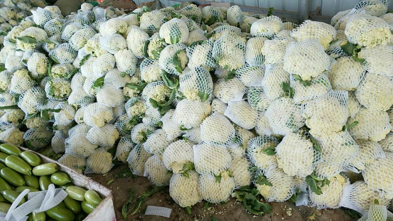 菜花2~3斤散花乳白