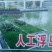 水葱60cm以上