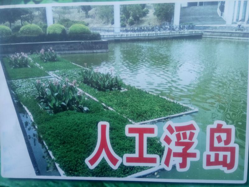 水葱60cm以上