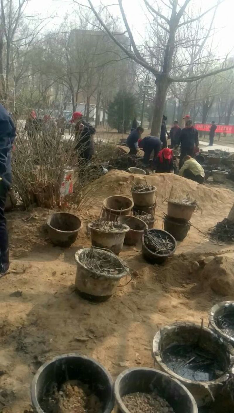 水葱60cm以上