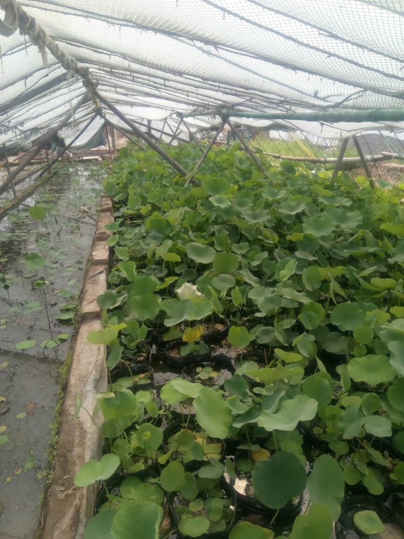 水葱60cm以上