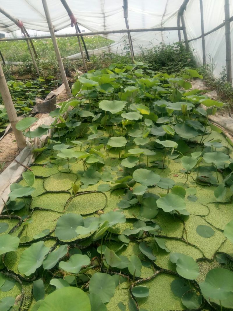 水葱60cm以上