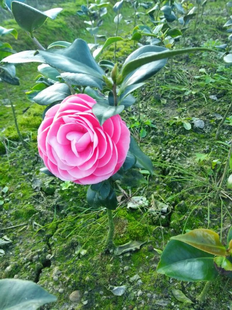 茶花山茶花，五色赤丹，贝拉六角大红五色赤丹等等