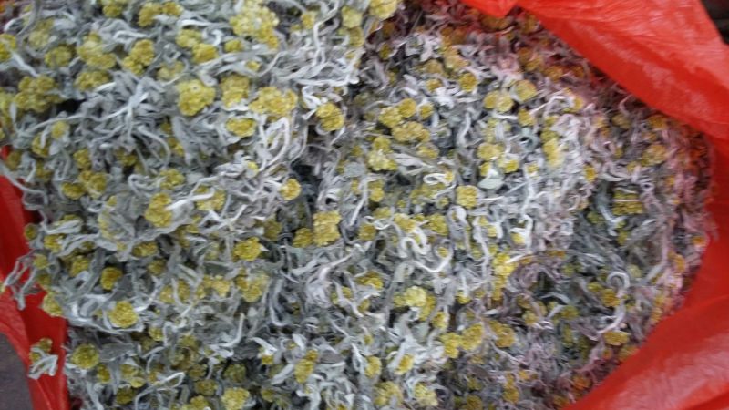 鼠曲草，印子菜丶清明菜等一手货源，量大从优。