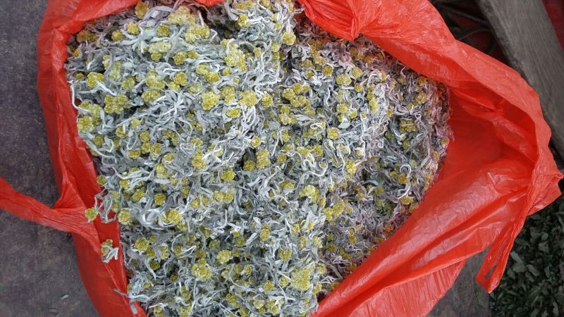 鼠曲草，印子菜丶清明菜等一手货源，量大从优。