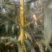 绿竹2~3m