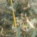 绿竹2~3m