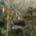 绿竹2~3m