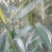 绿竹2~3m