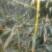 绿竹2~3m