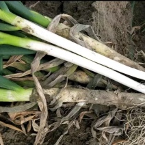 长白大葱30~40cm毛葱2cm左右