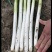 长白大葱30~40cm毛葱2cm左右