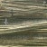 揪树2.5~3m